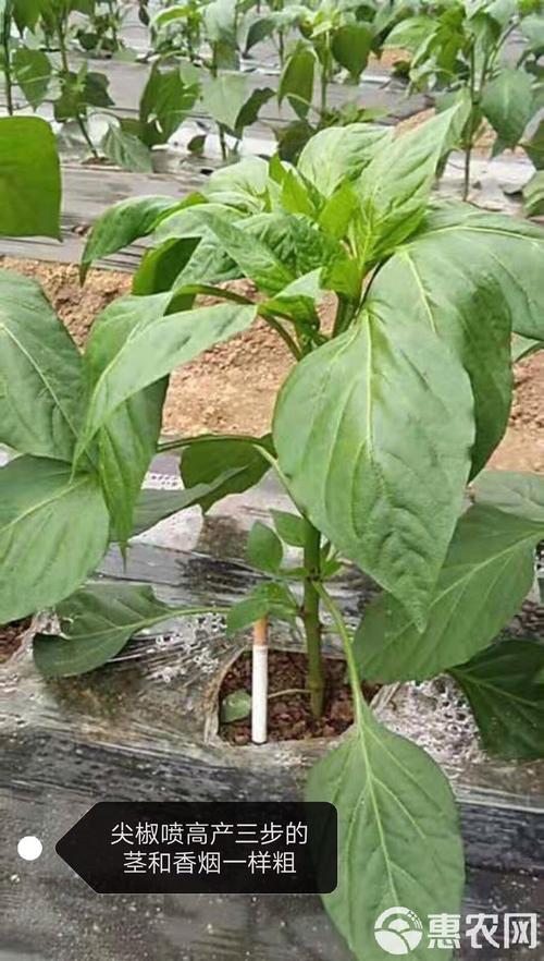 復合微生物菌劑生根壯秧膨果快專治帶瓜慢秧不旺秧不長一桶頂普通肥料
